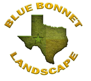 Blue Bonnet Landscape